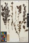 Foto von Salix starkeana Willd.